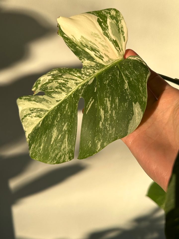 Monstera albo variegata Ableger in Duisburg