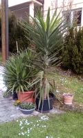 Yucca Palme sehr hoch Baden-Württemberg - Pliezhausen Vorschau