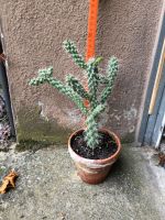 Kaktus ……..Name leider nicht bekannt Bayern - Würzburg Vorschau