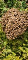 Bienenschwarm melden, fange Bienenschwarm Sachsen-Anhalt - Halle Vorschau
