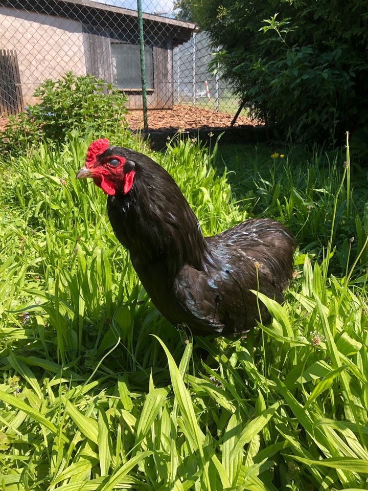 Araucana Hähne in Reiskirchen