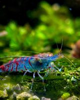 Galactic Nebula Tiger OE Garnelen, Blue Red Tiger Shrimp (Leitung Dortmund - Westerfilde Vorschau