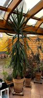 Tolle Yucca Palma fast 3 Meter hoch robust mit dickem Stamm Rheinland-Pfalz - Mainz Vorschau