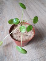 Pilea Peperomioides - kleine Pfannkuchenpflanze Düsseldorf - Wersten Vorschau
