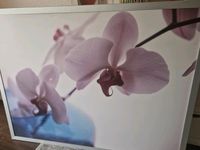 Orchideen Bild Ikea Hessen - Bad Emstal Vorschau