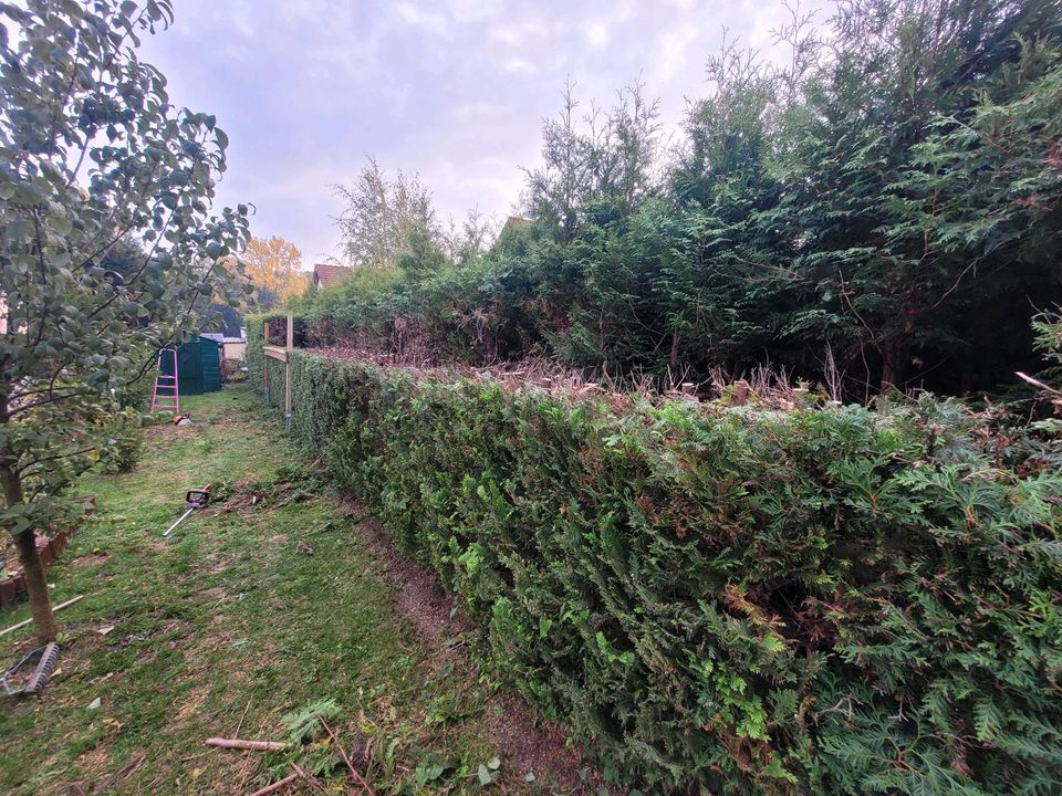 Gartenberäumungen - Heckenverschnitt - Hecke Entfernen in Zwickau