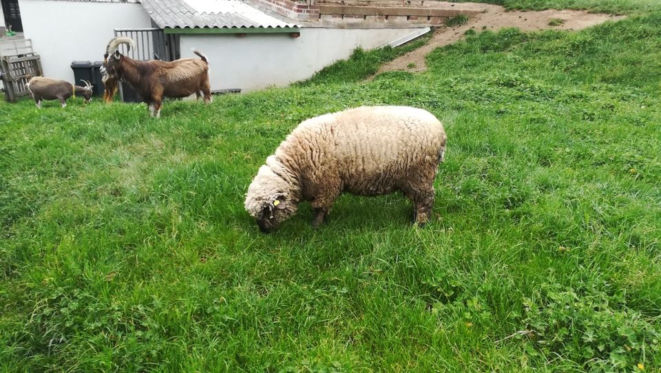 SK Bockjährling Schaf bock in Werdau