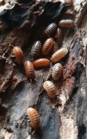 15 x Armadillidium santa lucia Asseln Schleswig-Holstein - Raisdorf Vorschau