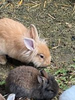 Hasen verschiedene Farbe und Alte Bayern - Dingolfing Vorschau