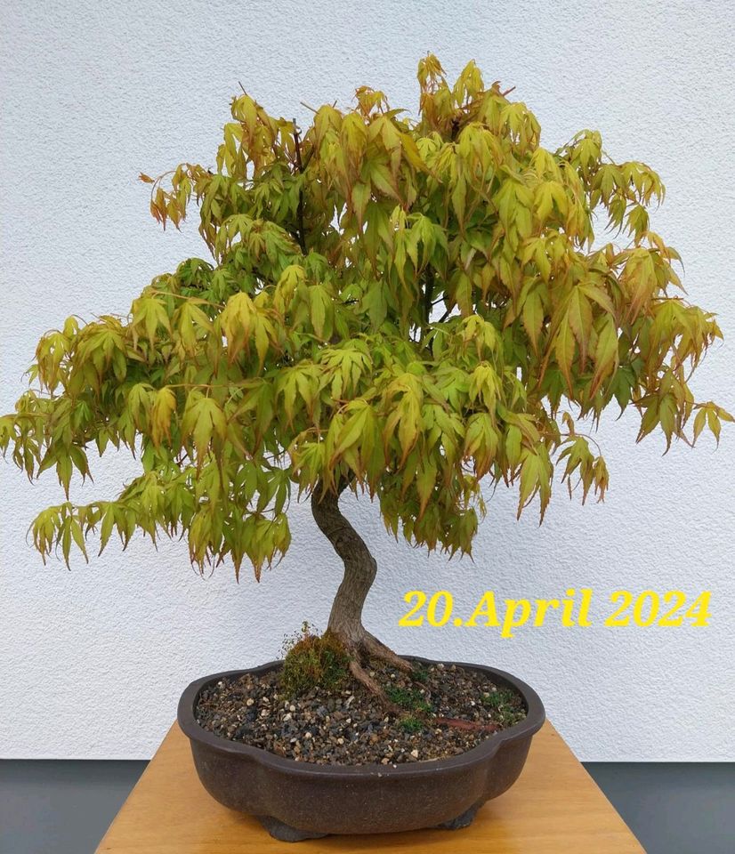 Bonsai Ahorn,-Fächerahorn-,  Acer palmatum"Kashima " in Meßstetten