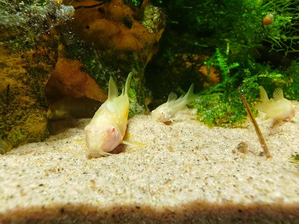 ⭐Albino Metallpanzerwels Corydoras aeneus Fisch Aquarium 3€*⭐ in Minfeld