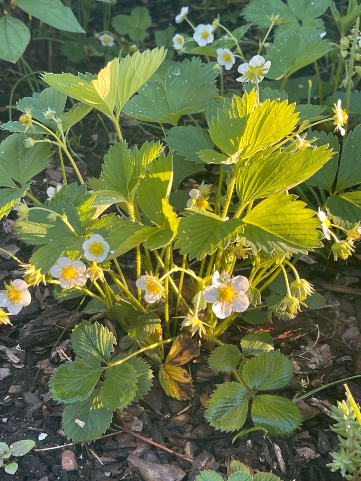 Erdbeeren 12 Stück - 10 € in Hamburg