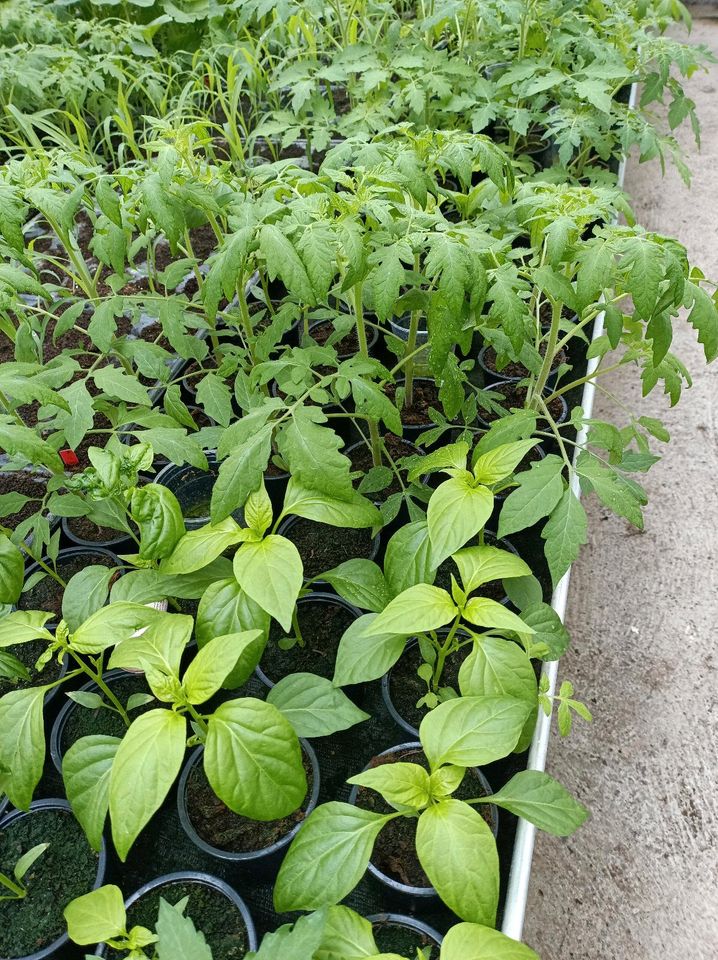 Tomaten alte Sorten Jungpflanzen in Backnang