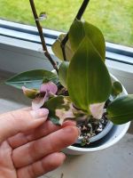 Stecklinge Ableger tradescantia andersoniana blushing bride Nordrhein-Westfalen - Rhede Vorschau