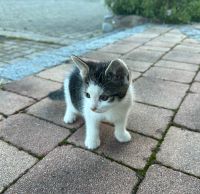 Junge Katze Bayern - Schnaitsee Vorschau