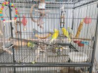 Vögel zu verkaufen Thüringen - Bad Langensalza Vorschau