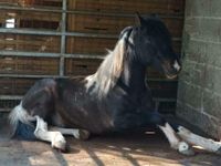 Reitbeteiligung für unsere Ponys Pferde Westerwaldkreis - Luckenbach Vorschau