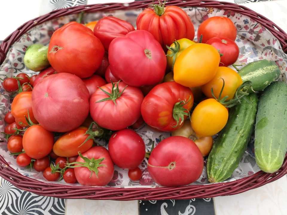 Tomatenpflanzen in Kastellaun