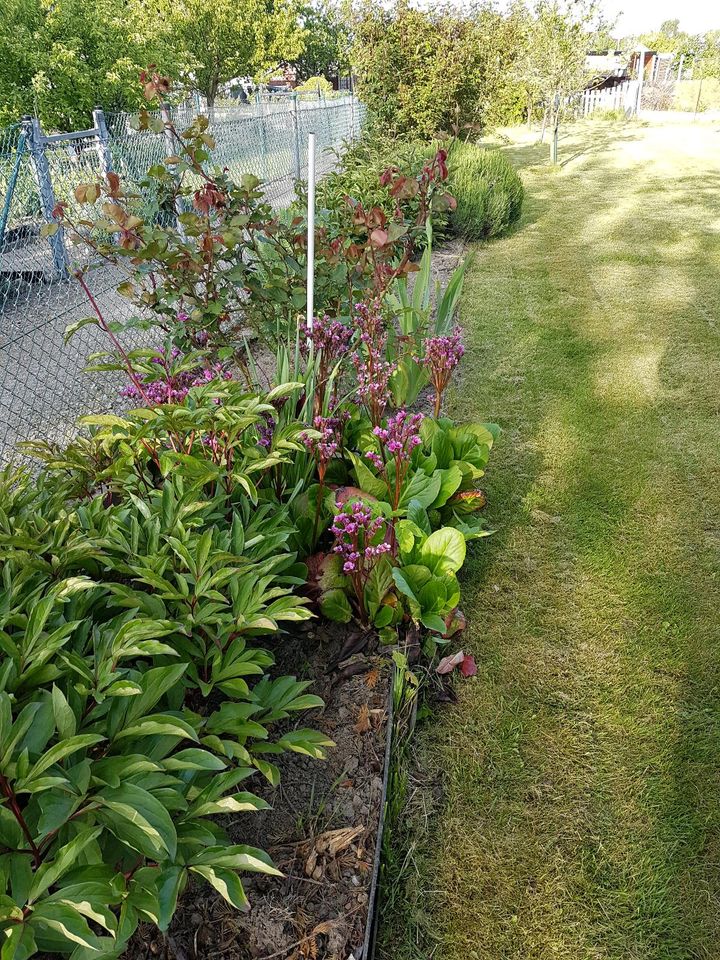 Schrebergarten, Garten mit Häuschen in Braunschweig