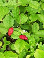 Walderdbeeren Erdbeeren Pflanzen Kräuter Blume Garten Staude Nordrhein-Westfalen - Rietberg Vorschau