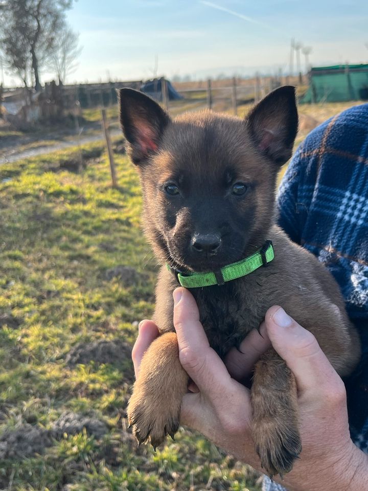 Tolle Malinois in braun und schwarze in Augsburg