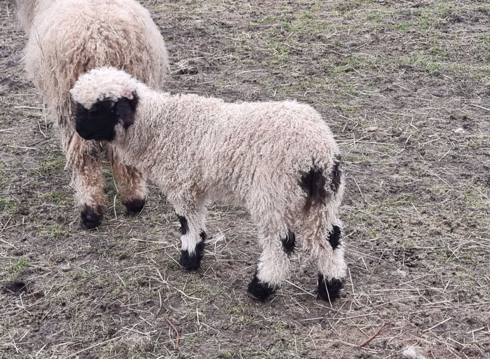 Walliser Schwarznasenschaf, Schafe in Sieversdorf-Hohenofen