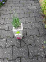 Keramiktopf mit Lavendel.***. Reserviert*** Bayern - Straubing Vorschau