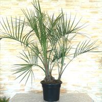 Butia Capitata Doppelstamm 130-140cm Geleepalme winterhart Nordrhein-Westfalen - Oberhausen Vorschau