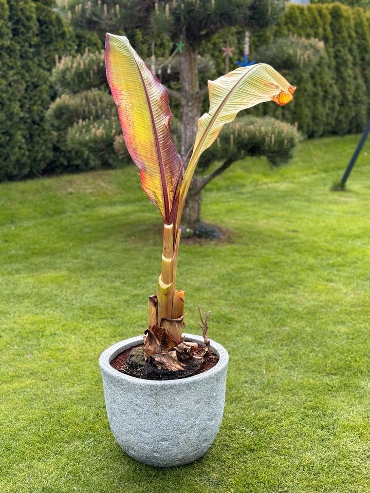 Ensete Maurelli Rote Bananenpflanze 140 cm in Korntal-Münchingen