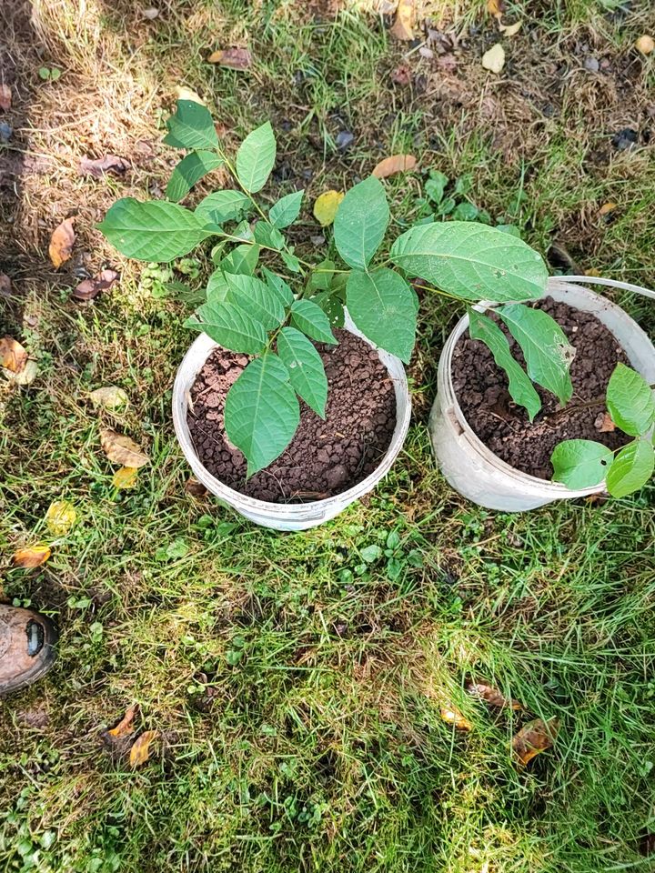 Nussbaum Juglans Regia (Walnuss Baum) Ableger Setzling Sprössling in Karlsbad