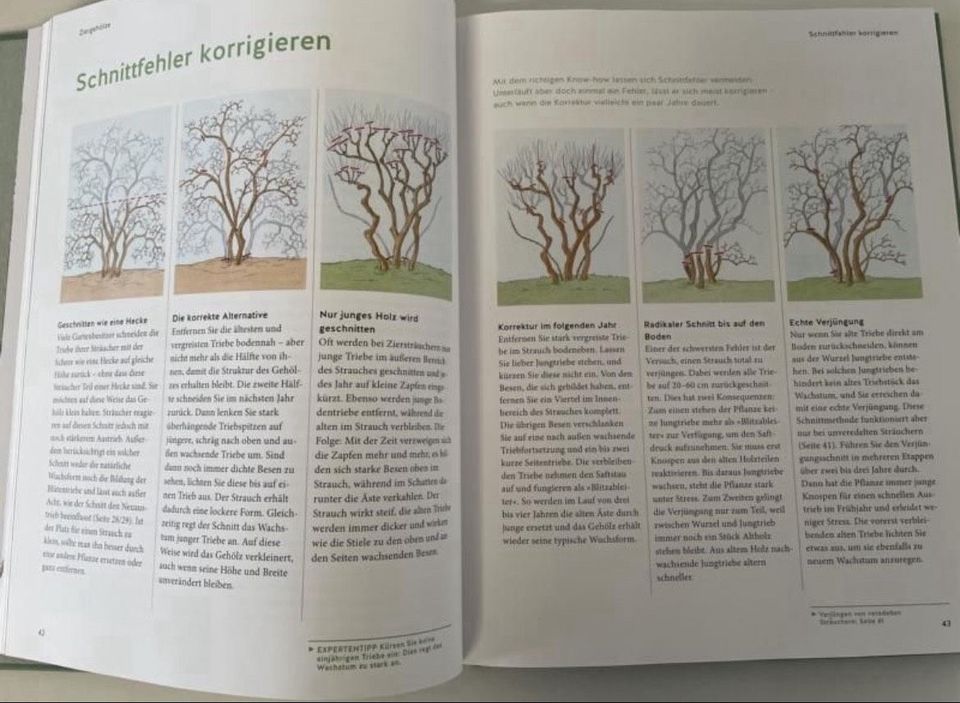 Pflanzen Schnitt : so einfach gehts, neuwertig Spiegel Bestseller in Augsburg