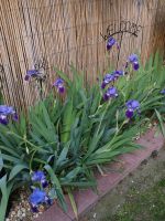 Pflanzenableger Schwertlilie (Iris) Blütenfarbe  lila Nordrhein-Westfalen - Bergheim Vorschau