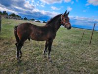 Schweres Warmblut Fohlen Sachsen - Lichtenberg Vorschau