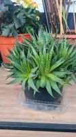 Aloe aristata Bayern - Regensburg Vorschau