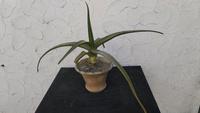 Aloe Vera Pflanze abzugeben Baden-Württemberg - Merdingen Vorschau