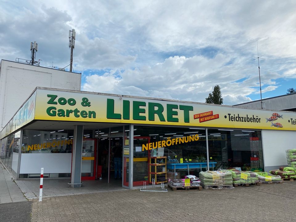 10 Stück roter Neon Xl Grösse 29,95 Euro, Garten und Zoo Lieret in Mönchengladbach