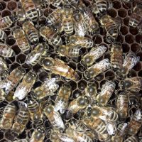 Bienenkönigin, Buckfastweiseln , Bienen Brandenburg - Schwedt (Oder) Vorschau