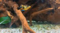 Platy Platies Jungfische Fische in wunderschönen Farben! Saarland - Wadern Vorschau