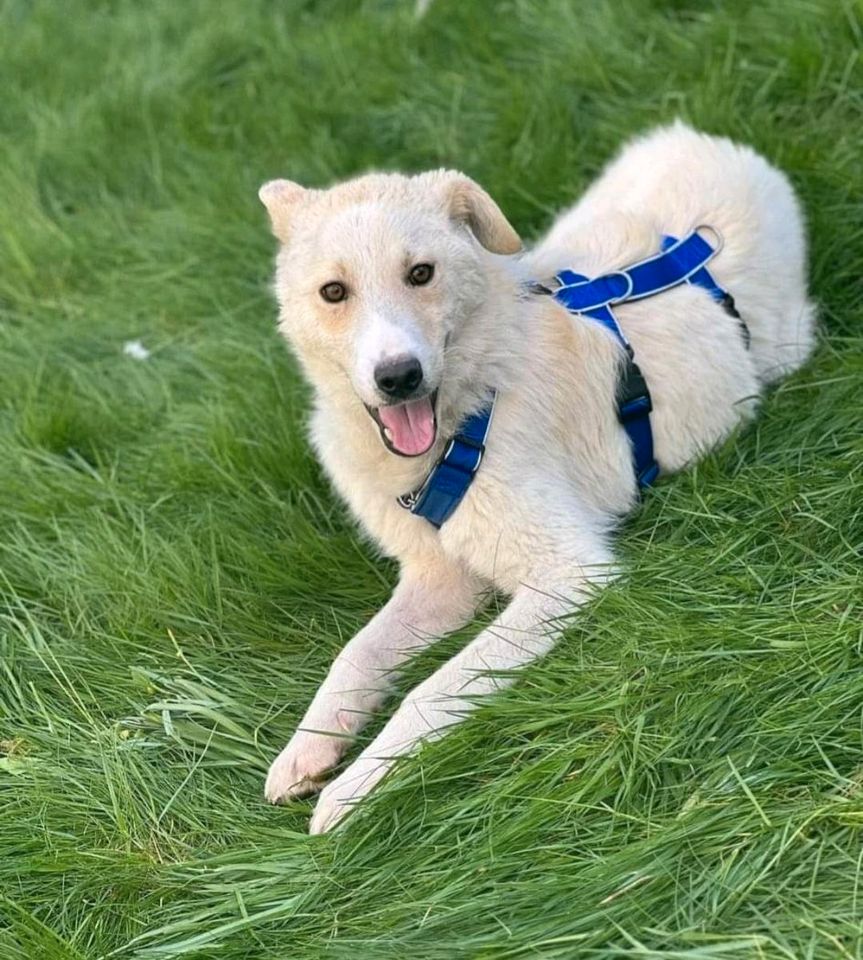 Teddy sucht Dich in Bottrop