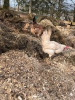 Mist abzugeben von Hühnern, Ziegen, Hasen, Wachteln Nordrhein-Westfalen - Hilchenbach Vorschau