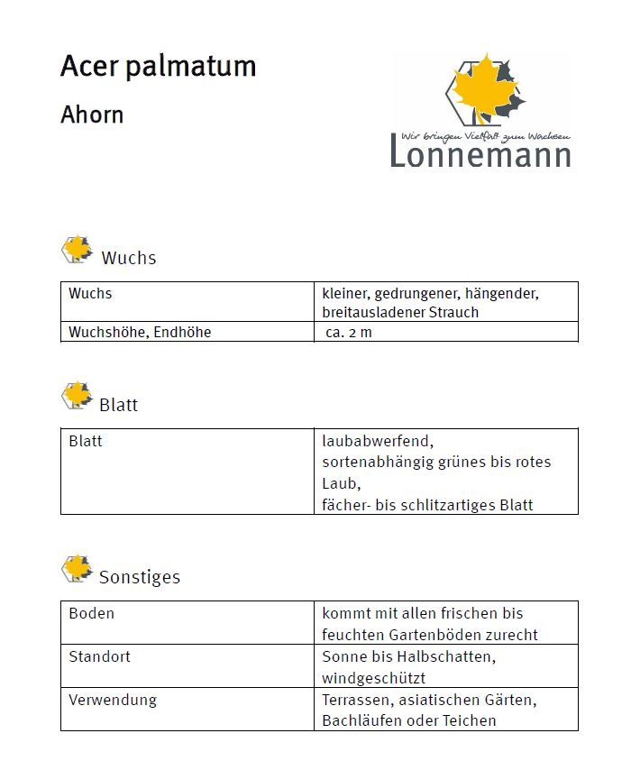 ***Ahorn*** Acer palmatum in Sorten in Klosterholte