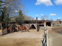 Offenstallplatz frei für Haflinger oder Isländer Baden-Württemberg - Tübingen Vorschau