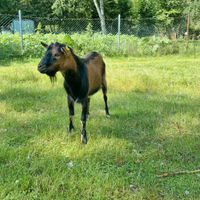 Zwergziegen Bock Sachsen-Anhalt - Sandersleben Vorschau