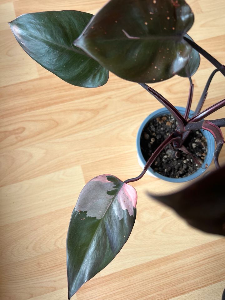 Philodendron pink Princess in Erding