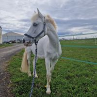 Reitbeteiligung an deutschem Reitponywallach gesucht Rheinland-Pfalz - Bitburg Vorschau