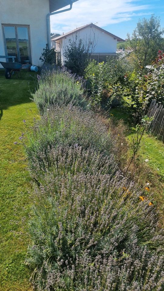 Lavendel an Selbstschneider zurückschneiden zu verschenken in Neukirch