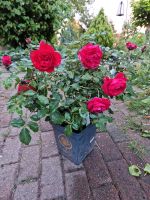 Rose, Beetrose, rot, 'Rouge Mailove, ADR, Co 6Liter Schleswig-Holstein - Neuenbrook Vorschau