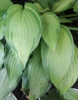 Zweifarb Funkie Hosta Staude Balkon Blumentopf Sachsen - Zittau Vorschau