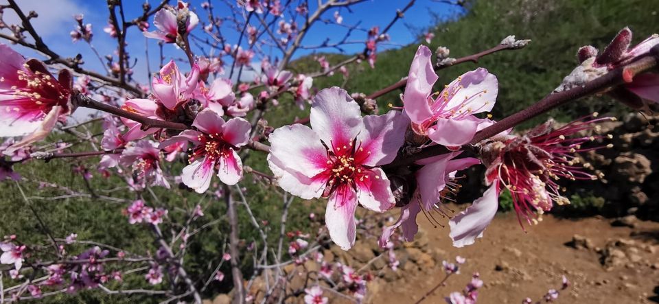 Gartenarbeit| Heckenschnitt|Gartenhilfe|Gartenpflege|Rasenmähen in Herbrechtingen