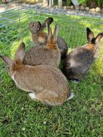 Deutsche Riesen Kaninchen Brandenburg - Potsdam Vorschau